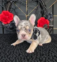 MERLE FEMALE FRENCHIE ♥, a female French Bulldog for sale in Denver, CO – 1 of 1