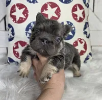 FLUFFY FRENCH BULLDOG, a male French Bulldog for sale in Denver, CO – 2 of 5