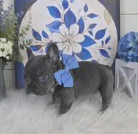 Lilac & Tan/Gray Female, a female French Bulldog for sale in Denver, CO – 2 of 2