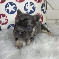 FLUFFY FRENCH BULLDOG, a male French Bulldog for sale in Denver, CO – 4 of 5
