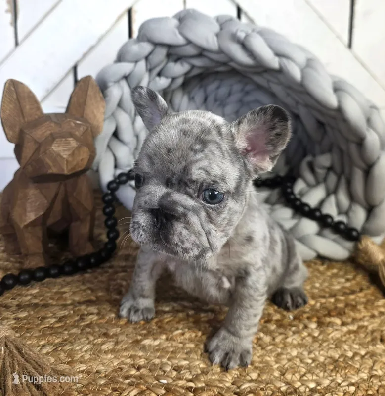 Blue Merle Male – French Bulldog puppy for sale in Denver, CO