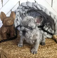 Blue Merle Male, a male French Bulldog for sale in Denver, CO – 1 of 1