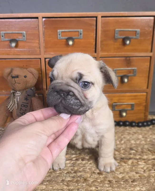 FAWN MALE >>> SO CUTE – French Bulldog puppy for sale in Denver, CO