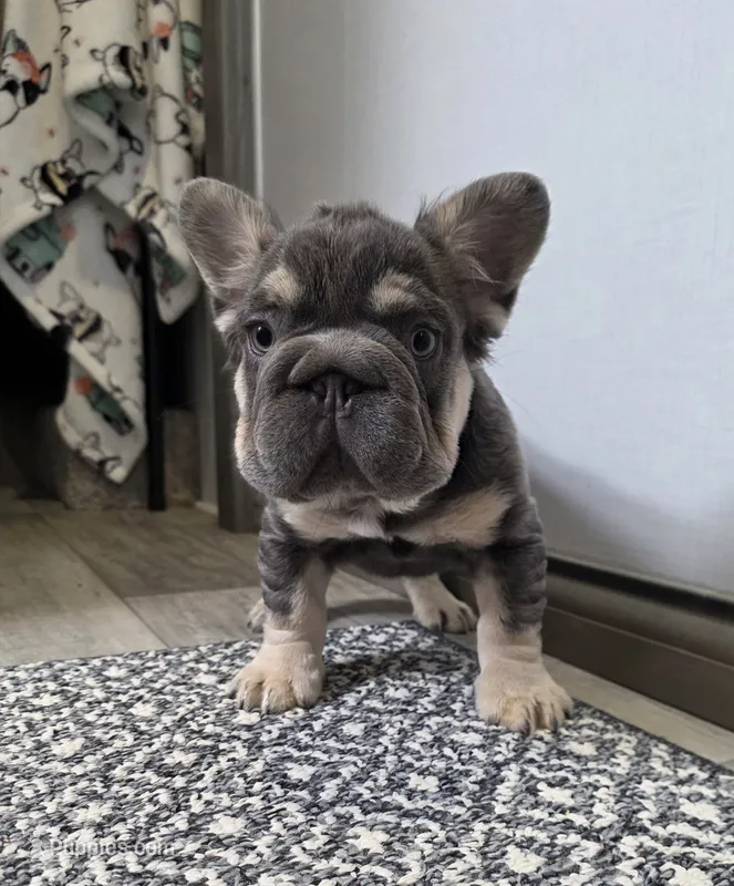 FLUFFY FRENCH BULLDOG – French Bulldog puppy for sale in Denver, CO