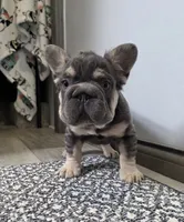 FLUFFY FRENCH BULLDOG, a male French Bulldog for sale in Denver, CO – 1 of 1