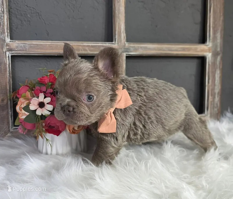 GORGEOUS FRENCHIE GIRL ♥ FLUFFY – French Bulldog puppy for sale in Denver, CO