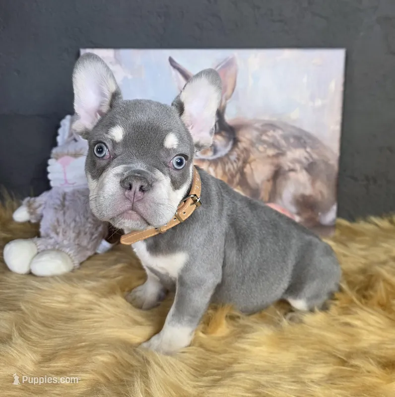 Lilac & Tan/Gray Male – French Bulldog puppy for sale in Denver, CO