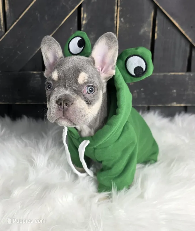 Lilac & Tan/Gray Male