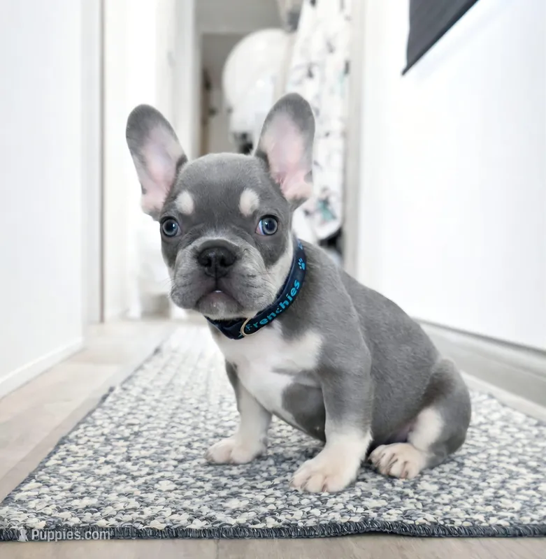 Lilac & Tan/Gray Male – French Bulldog puppy for sale in Denver, CO