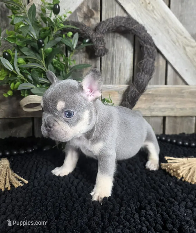 Lilac & Tan/Gray Male