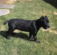 Quality Black Cane Corso, a female Cane Corso for sale in Denver, CO – 3 of 4