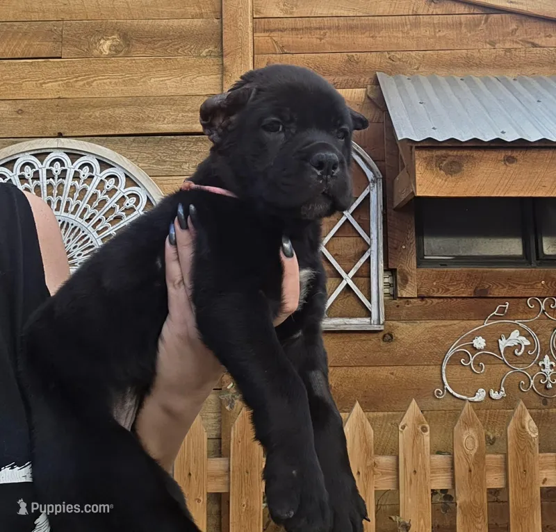 Quality Black Cane Corso – Cane Corso puppy for sale in Denver, CO