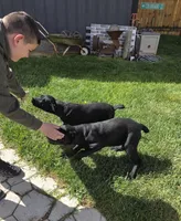 Quality Black Cane Corso, a female Cane Corso for sale in Denver, CO – 4 of 4