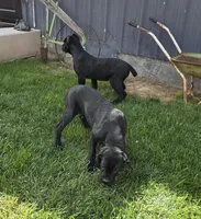 Quality Black Cane Corso, a female Cane Corso for sale in Denver, CO – 2 of 4