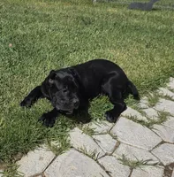 Quality Black Cane Corso, a female Cane Corso for sale in Denver, CO – 1 of 4