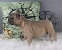 BLUE SABLE MALE, a male French Bulldog for sale in Denver, CO – Photo 3 of 3