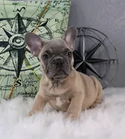 BLUE SABLE MALE, a male French Bulldog for sale in Denver, CO – Photo 1 of 3