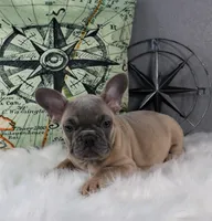 BLUE SABLE MALE, a male French Bulldog for sale in Denver, CO – Photo 2 of 3
