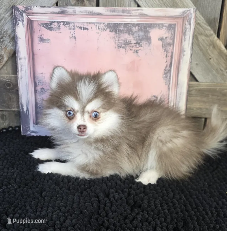 TOY POMSKY FEMALE ♥ BLUE EYES
