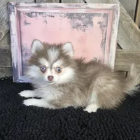 TOY POMSKY FEMALE ♥ BLUE EYES, a female Pomsky for sale in Denver, CO – Photo 1 of 4