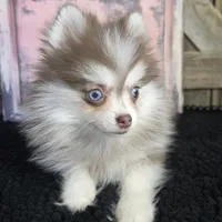 TOY POMSKY FEMALE ♥ BLUE EYES, a female Pomsky for sale in Denver, CO – Photo 2 of 4