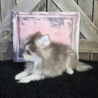 TOY POMSKY FEMALE ♥ BLUE EYES, a female Pomsky for sale in Denver, CO – Photo 3 of 4