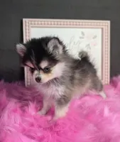 GREY TOY POMSKY FEMALE ♥ BLUE EYES, a female Pomsky for sale in Denver, CO – Photo 2 of 4