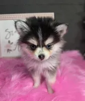 GREY TOY POMSKY FEMALE ♥ BLUE EYES, a female Pomsky for sale in Denver, CO – Photo 1 of 4