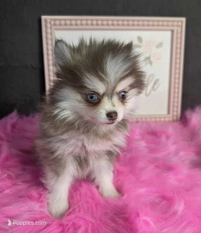 TOY POMSKY FEMALE ♥ BLUE EYES