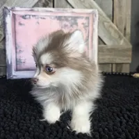 TOY POMSKY FEMALE ♥ BLUE EYES, a female Pomsky for sale in Denver, CO – Photo 4 of 4