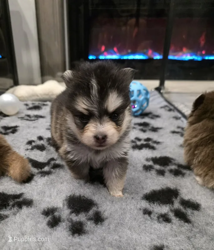 GREY TEACUP POMSKY FEMALE ♥