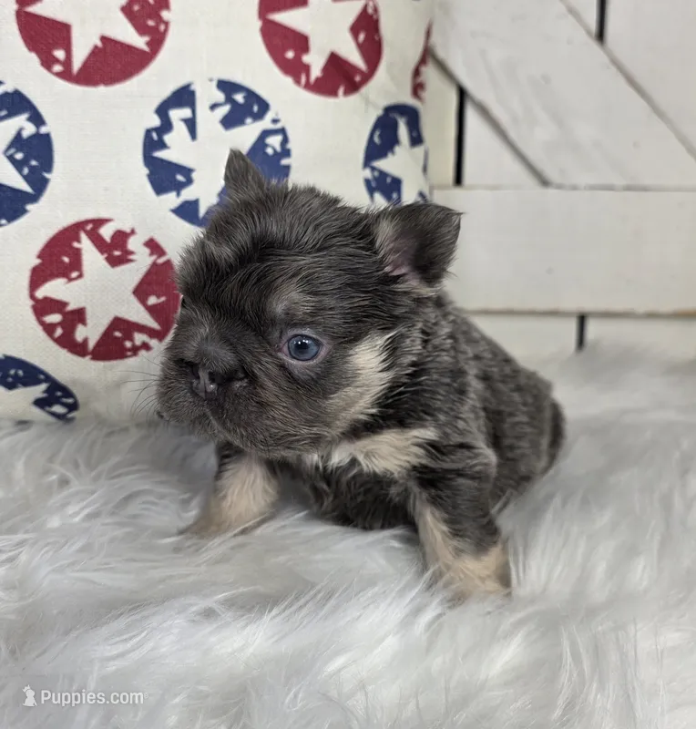 FLUFFY FRENCH BULLDOG – French Bulldog puppy for sale in Denver, CO