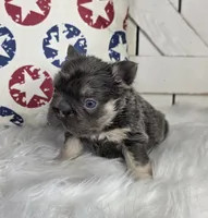 FLUFFY FRENCH BULLDOG, a male French Bulldog for sale in Denver, CO – 1 of 5