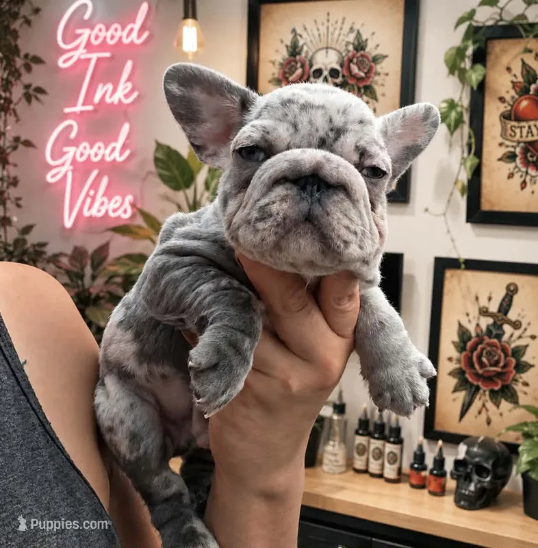 Blue Merle Male – French Bulldog puppy for sale in Denver, CO
