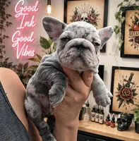 Blue Merle Male, a male French Bulldog for sale in Denver, CO – 1 of 1