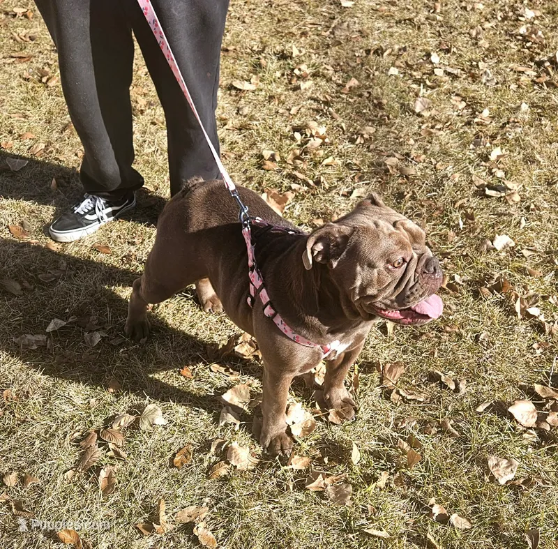 ZEN SPAYED adult English Bulldog – English Bulldog puppy for sale in Denver, CO