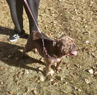 ZEN SPAYED adult English Bulldog, a female English Bulldog for sale in Denver, CO – 1 of 1