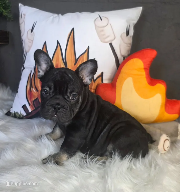 ♦ black & tan male ♦ – French Bulldog puppy for sale in Denver, CO