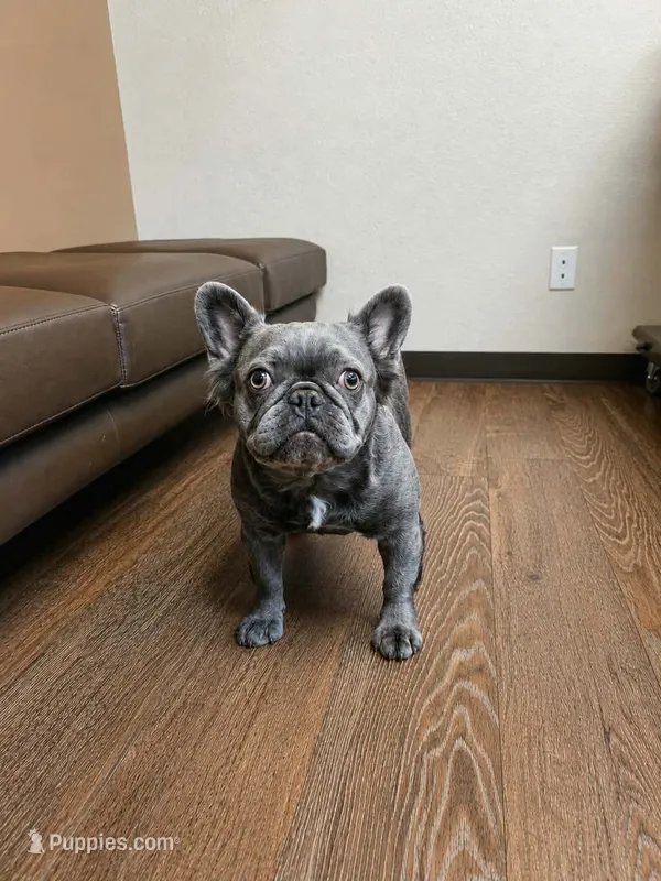 Fluffy Frenchie Adult SPAYED – French Bulldog puppy for sale in Denver, CO