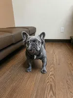 Fluffy Frenchie Adult SPAYED, a female French Bulldog for sale in Denver, CO – 1 of 1
