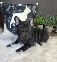 SOLID BLACK FRENCH BULLDOG MALE, a male French Bulldog for sale in Denver, CO – 1 of 1
