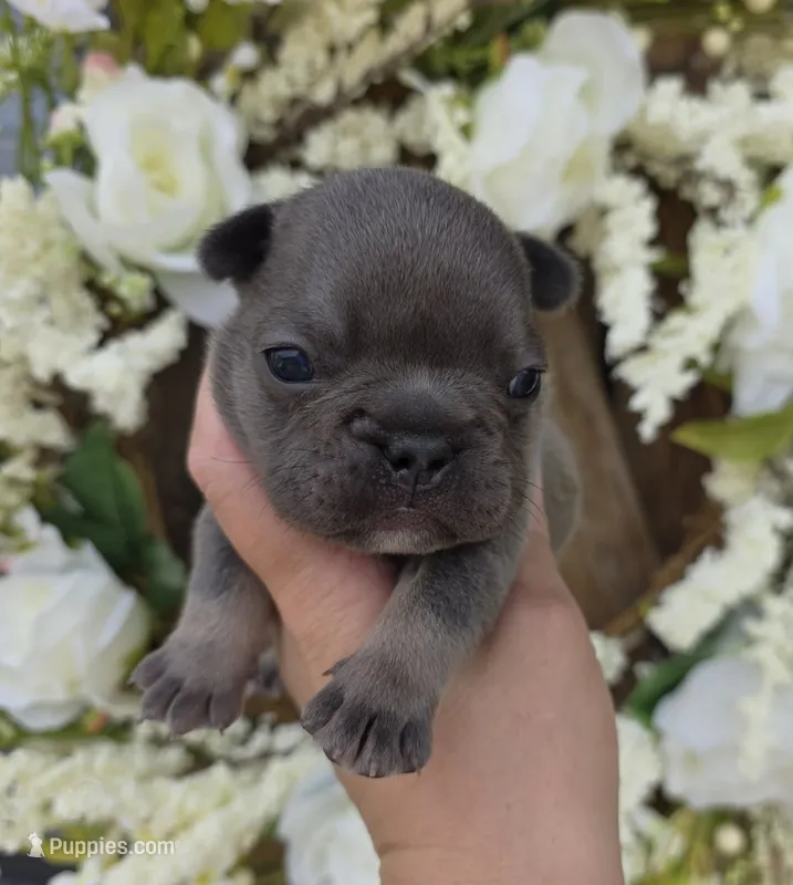Blue & Tan Adorable Guy – French Bulldog puppy for sale in Denver, CO