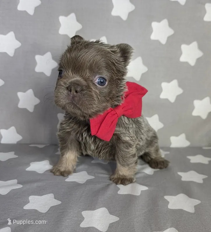 GORGEOUS FRENCHIE GIRL ♥ FLUFFY – French Bulldog puppy for sale in Denver, CO