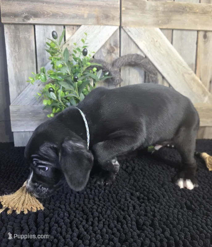black cane corso pup