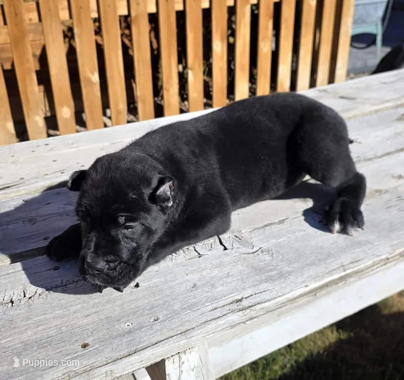 black cane corso pup – Cane Corso puppy for sale in Denver, CO