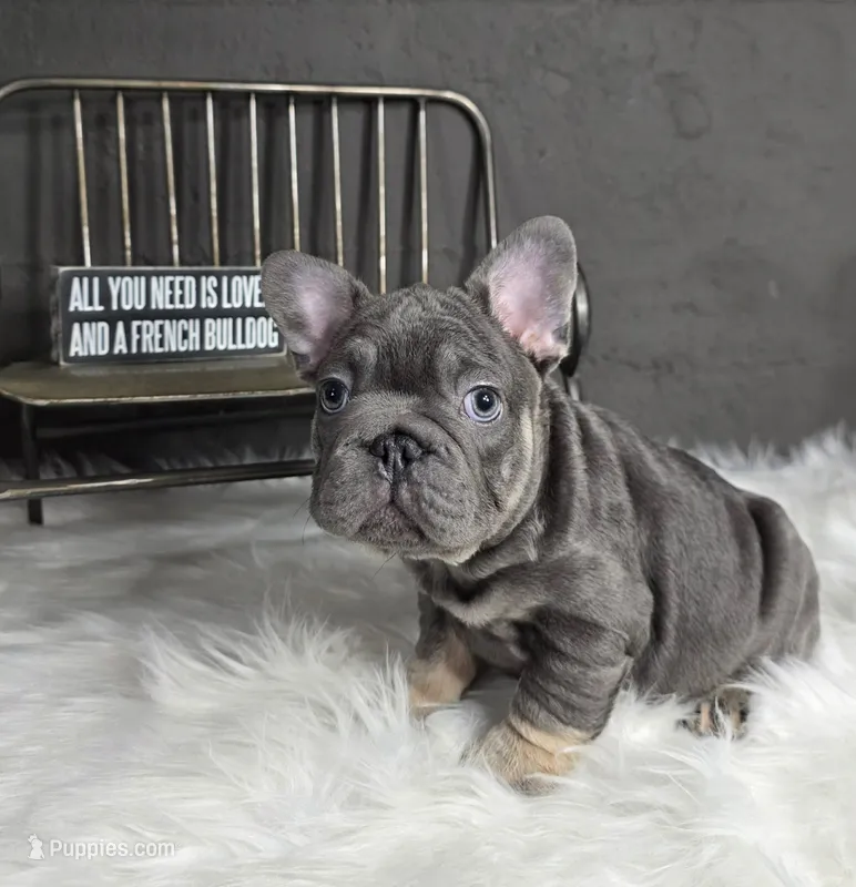 frenchie male – French Bulldog puppy for sale in Denver, CO