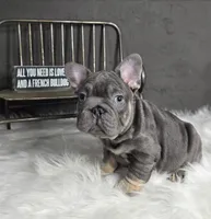 frenchie male, a male French Bulldog for sale in Denver, CO – 1 of 1