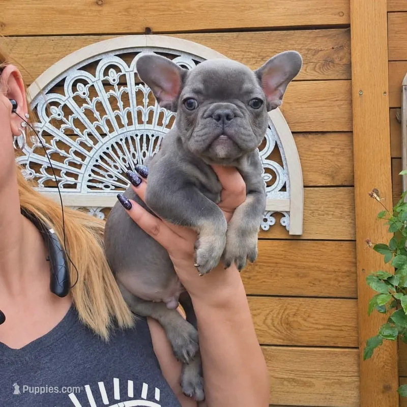 Blue & Tan Adorable Guy – French Bulldog puppy for sale in Denver, CO