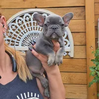 Blue & Tan Adorable Guy, a male French Bulldog for sale in Denver, CO – 1 of 3