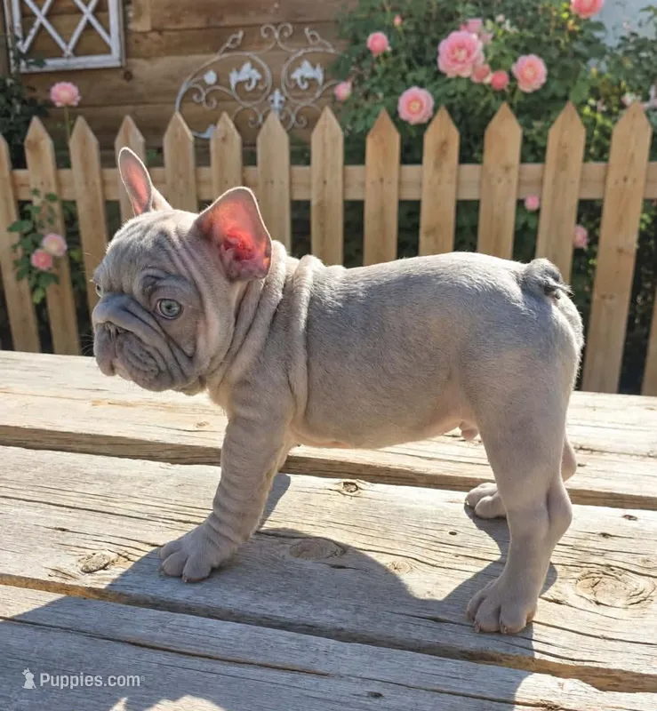 adorable fawn male – French Bulldog puppy for sale in Denver, CO